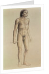 Homo erectus by English School