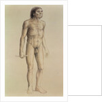 Homo erectus by English School