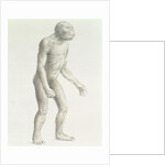 Australopithecus boisei by English School