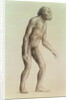 Australopithecus Africanus by English School