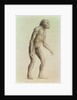 Australopithecus Africanus by English School