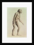 Australopithecus Africanus by English School