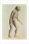 Australopithecus Africanus by English School