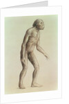 Australopithecus Africanus by English School