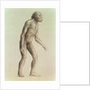 Australopithecus Africanus by English School