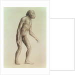 Australopithecus Africanus by English School