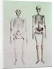 Skeletons of Australopithecus Boisei and Homo Sapiens by English School