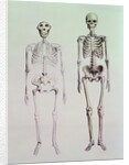 Skeletons of Australopithecus Boisei and Homo Sapiens by English School