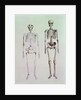 Skeletons of Australopithecus Boisei and Homo Sapiens by English School