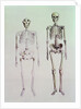 Skeletons of Australopithecus Boisei and Homo Sapiens by English School