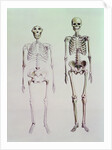 Skeletons of Australopithecus Boisei and Homo Sapiens by English School