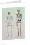 Skeletons of Australopithecus Boisei and Homo Sapiens by English School