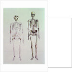 Skeletons of Australopithecus Boisei and Homo Sapiens by English School