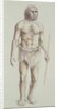 Neanderthal Man by English School
