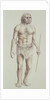 Neanderthal Man by English School