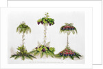 First Prize for Table Decoration, Royal Horticultural Society, 1851 by English School