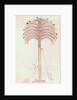 Fol.147v The Metaphor of the Palm Tree by Spanish School