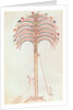 Fol.147v The Metaphor of the Palm Tree by Spanish School