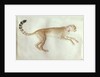 Bounding cheetah with a red collar by Antonio Pisanello