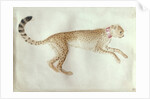 Bounding cheetah with a red collar by Antonio Pisanello