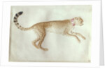 Bounding cheetah with a red collar by Antonio Pisanello