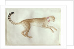 Bounding cheetah with a red collar by Antonio Pisanello