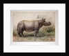 Javan Rhinoceros, 1874 by Joseph Wolf