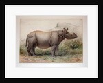Javan Rhinoceros, 1874 by Joseph Wolf