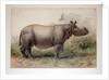 Javan Rhinoceros, 1874 by Joseph Wolf