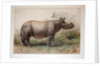 Javan Rhinoceros, 1874 by Joseph Wolf