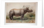 Javan Rhinoceros, 1874 by Joseph Wolf