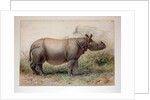 Javan Rhinoceros, 1874 by Joseph Wolf