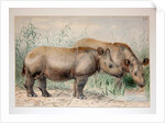 Hairy Eared Rhinoceros by Joseph Wolf