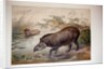 Tapir, 1880 by Joseph Wolf