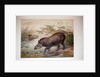 Tapir, 1880 by Joseph Wolf