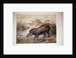 Tapir, 1880 by Joseph Wolf