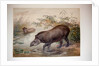Tapir, 1880 by Joseph Wolf