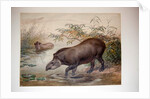 Tapir, 1880 by Joseph Wolf