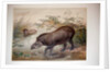 Tapir, 1880 by Joseph Wolf