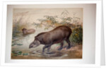 Tapir, 1880 by Joseph Wolf