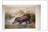 Tapir, 1880 by Joseph Wolf