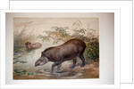 Tapir, 1880 by Joseph Wolf