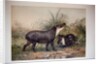 Tapir, 1880 by Joseph Wolf