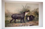 Tapir, 1880 by Joseph Wolf