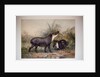 Tapir, 1880 by Joseph Wolf