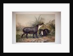 Tapir, 1880 by Joseph Wolf