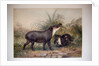 Tapir, 1880 by Joseph Wolf