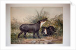 Tapir, 1880 by Joseph Wolf