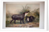Tapir, 1880 by Joseph Wolf