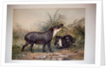 Tapir, 1880 by Joseph Wolf